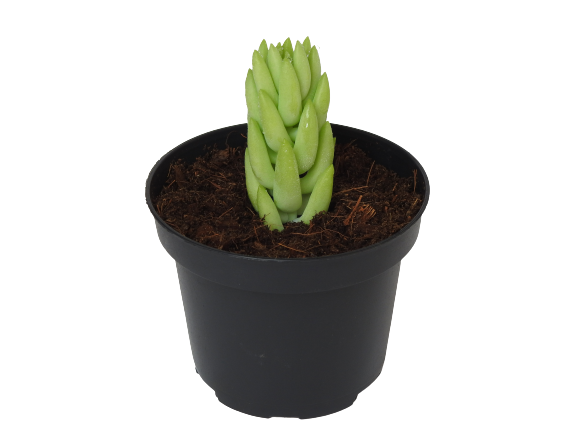 SEDUM MORGANIANUM DONKEY