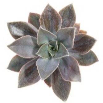 Graptoveria Debbie