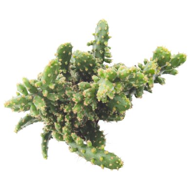 Opuntia Monacantha Variegata