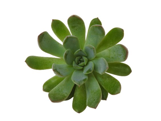 Echeveria Tequendama