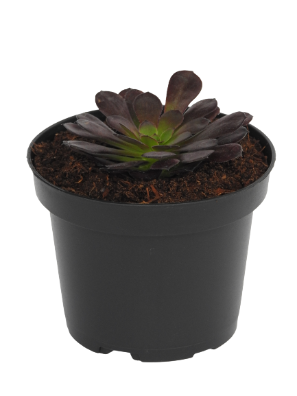 AEONIUM ARBOREUM BLACK ROSE