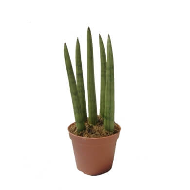 Cylindrica Straights Medium 7Pp 7Cm Pot