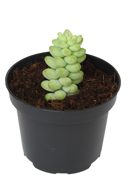 SEDUM MORGANIANUM BABY DONKEY