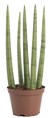 Sansevieria Cylindrica Loose Fingers 30 CM