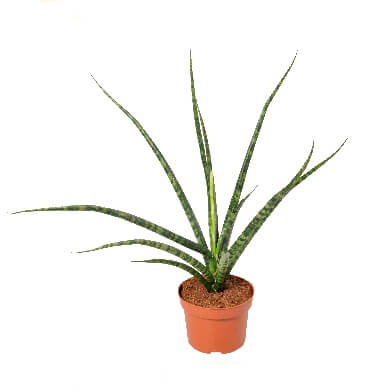 Sansevieria Fernwood 12Cm