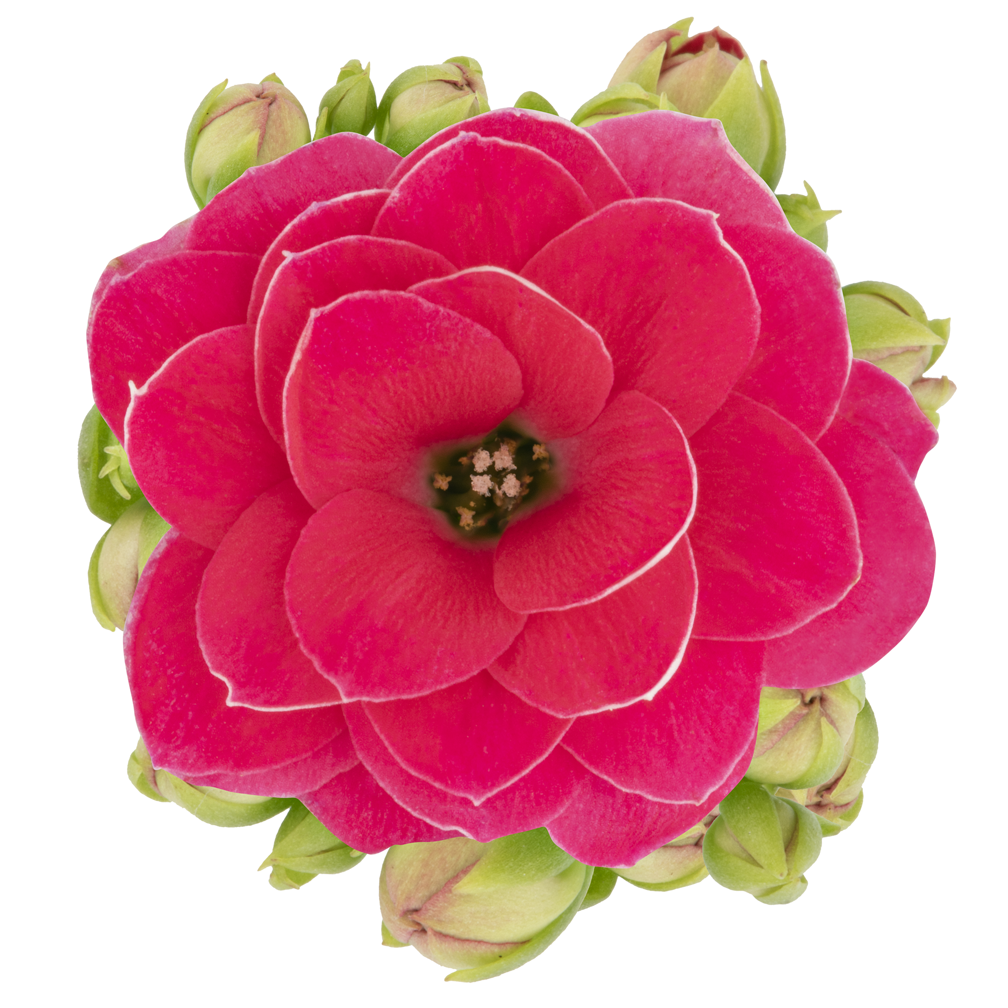 05 Sensual Pink Meadow 2018 0018 Close