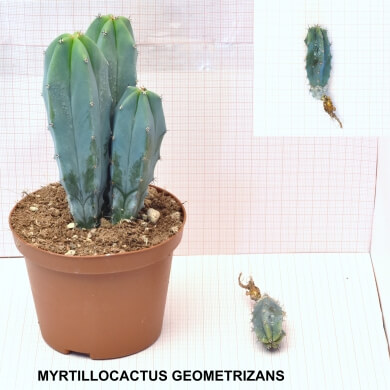 MYRTILLOCACTUS GEOMETRIZANS
