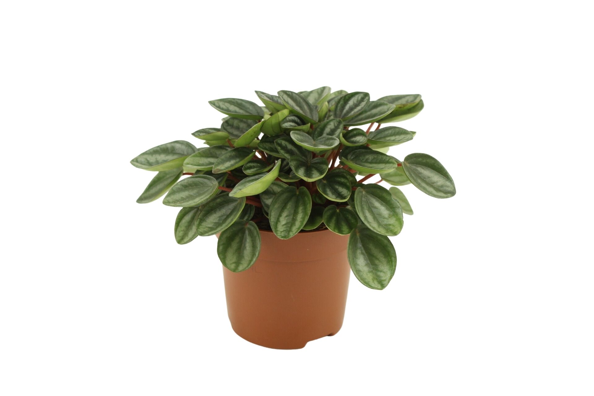 Peperomia Caperata Royal Princess (282250) 10,5 Cm
