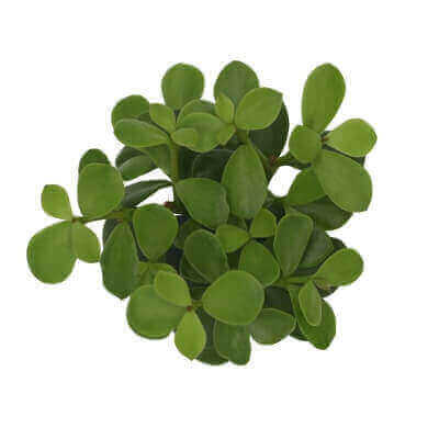 Crassula Afra Macrophylla