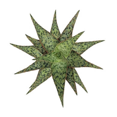 Aloe Hybrid Pink Blush