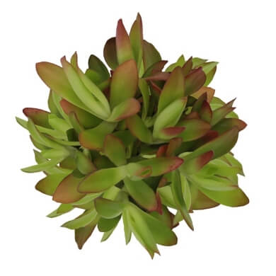 Crassula Capitella Campfire
