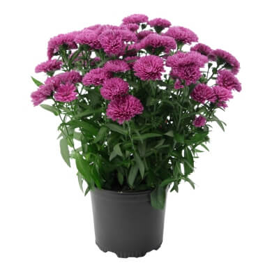 Asters Queen Regent Bordeaux PL