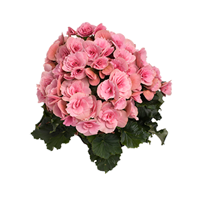 Berseba Light Pink
