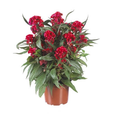 Celosia Hottopic Deep Orange PL