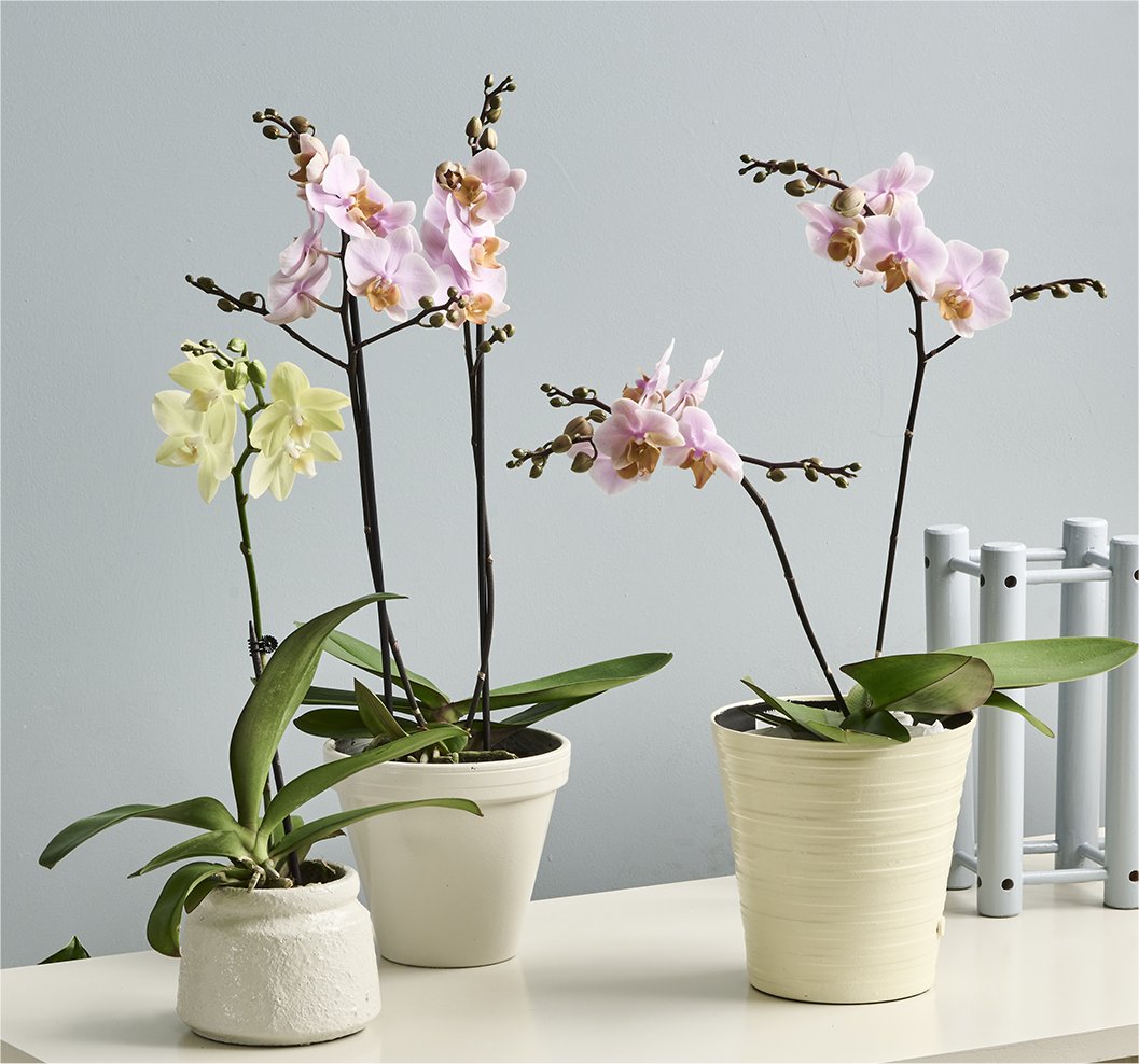 Phalaenopsis Front