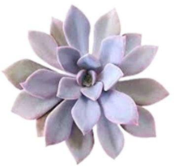 Graptoveria Fred Ives