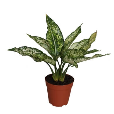 Aglaonema Osaka PL