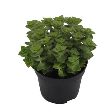 Crassula Perfossa PL