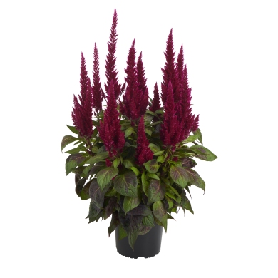 Celosia XXL Purple