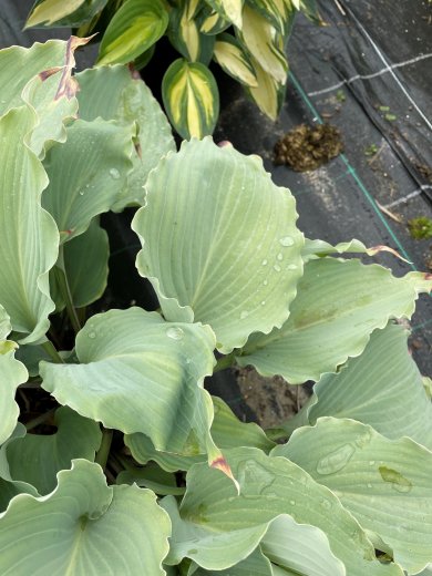 Hosta Skywriter