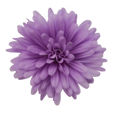 Asters Queen Regent Navy Blue BL