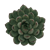 Echeveria X Pachyphytum Hybrid 'Riegel' (8,5 Cm) Close