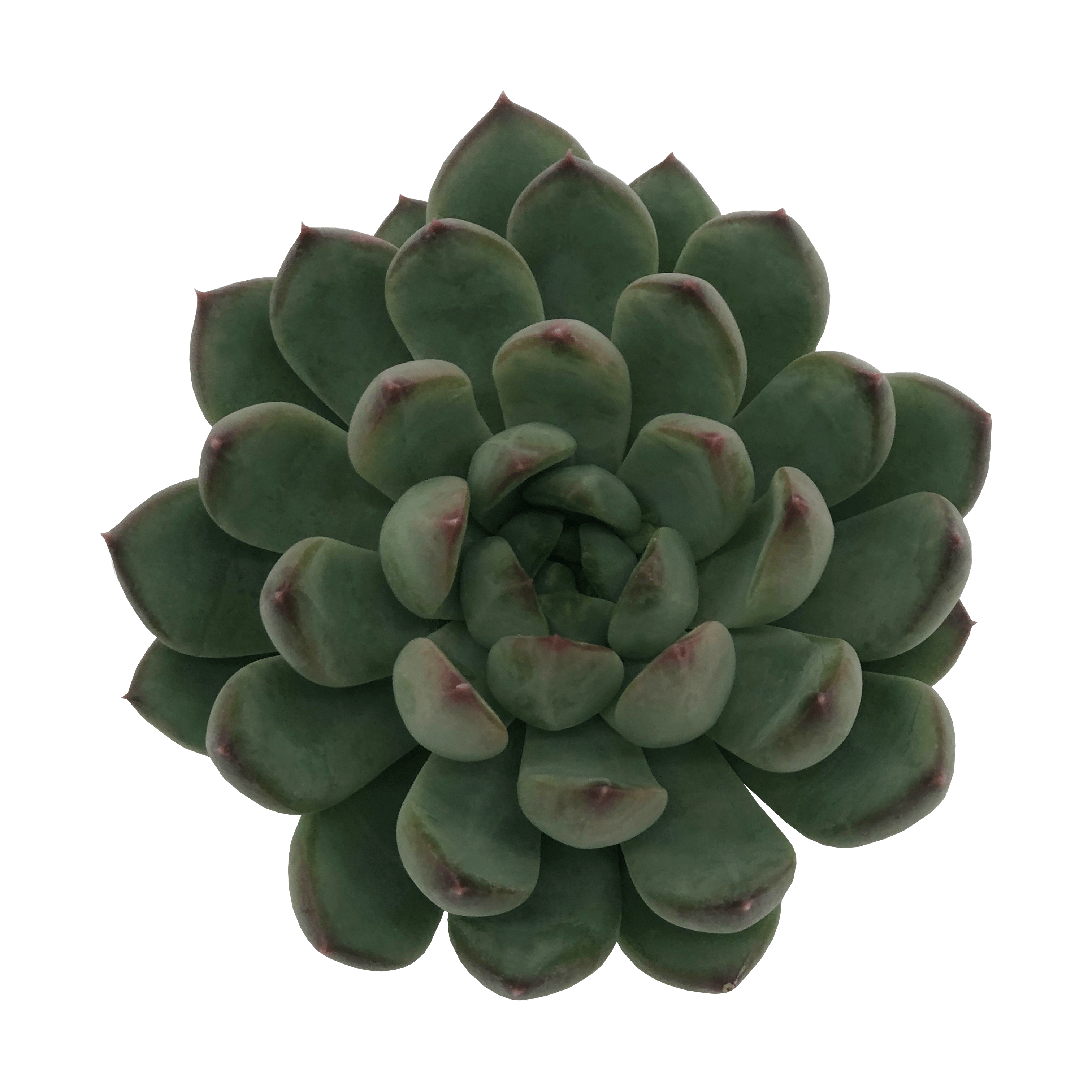 Echeveria X Pachyphytum Hybrid 'Riegel' (8,5 Cm) Close