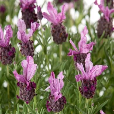 Lavandula Pink Summer
