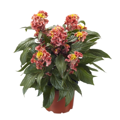 Celosia Hottopic Clown