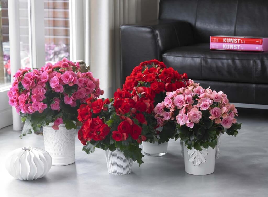 Begonia Elatior3 1024X751