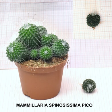 MAMMILLARIA SPINOSISSIMA PICO
