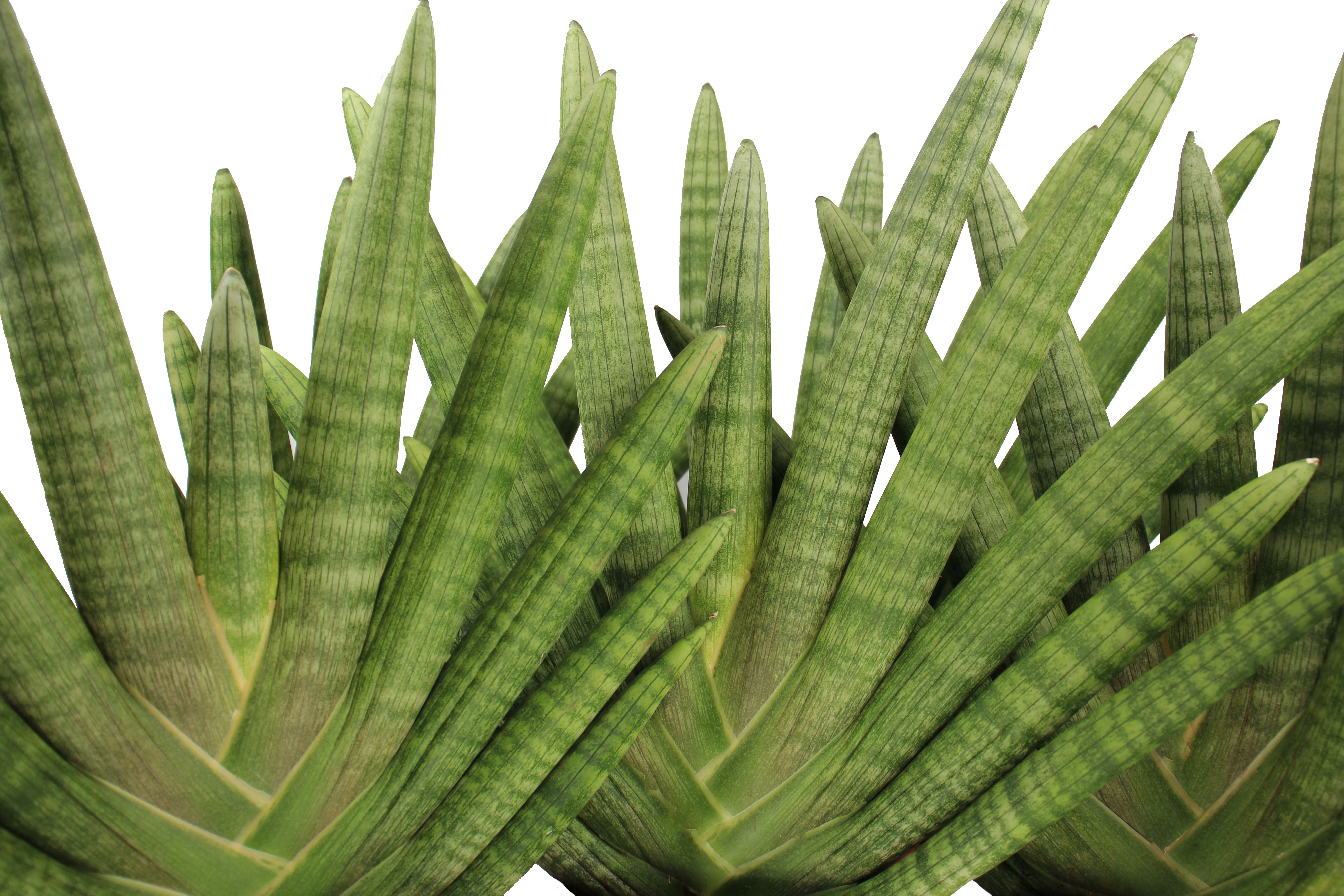 Sansevieria Boncellensis Front