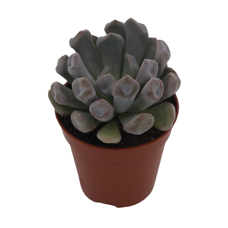 Echeveria X Grapto. Topsy Debbie PL