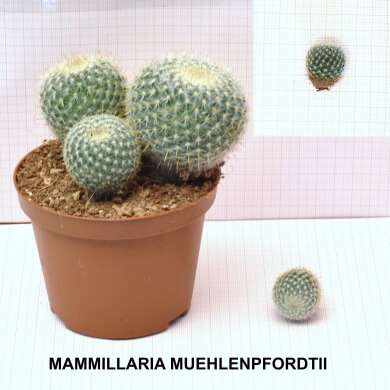 MAMMILLARIA MUEHLENPFORDTII