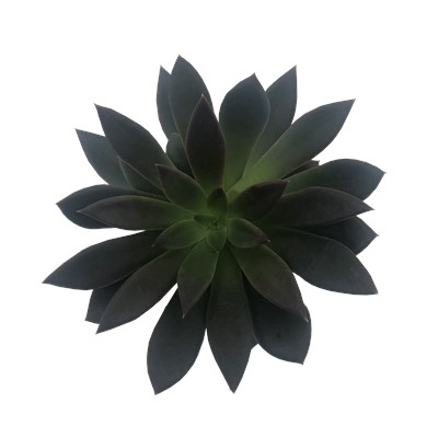 Echeveria Hybrid Serrana