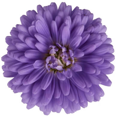 Aster Victoria Carla