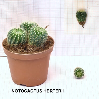 NOTOCACTUS HERTERII