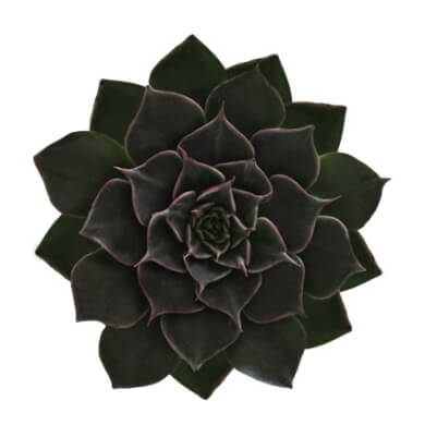 Graptopetalum Bellum Tacitus
