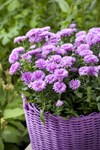 Asters Victoria