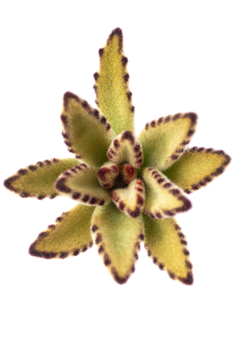 KALANCHOE TOMENTOSA BROWN