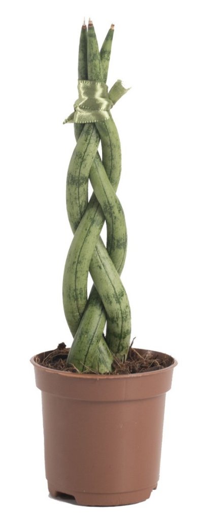 Sansevieria Cylindrica Mini Braid 15 18 CM 3 Fingers