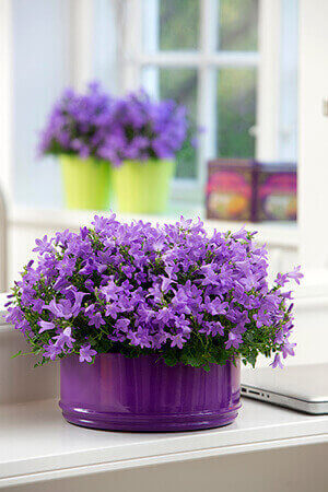 Campanula Menu