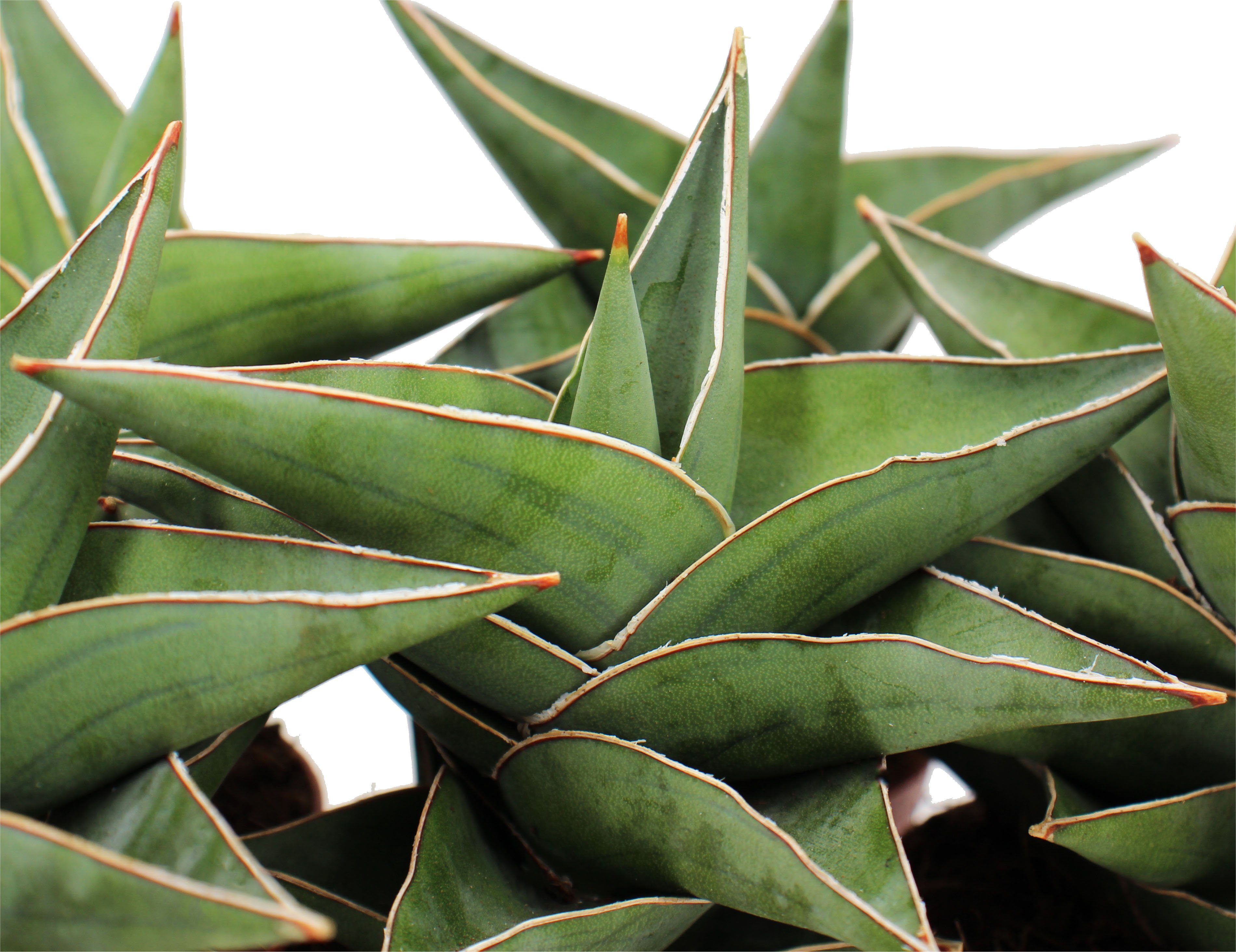 Sansevieria Powellii Front