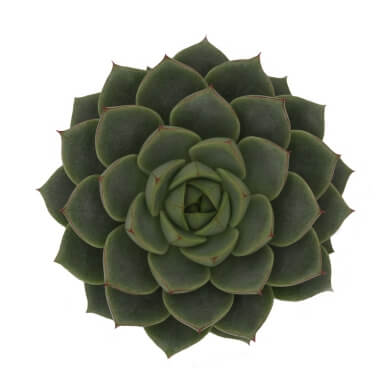 Echeveria Purpusorum X Derenbergii Fabiola