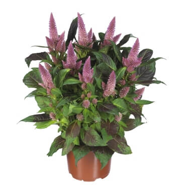 Celocia Spicata Merida Pink PL