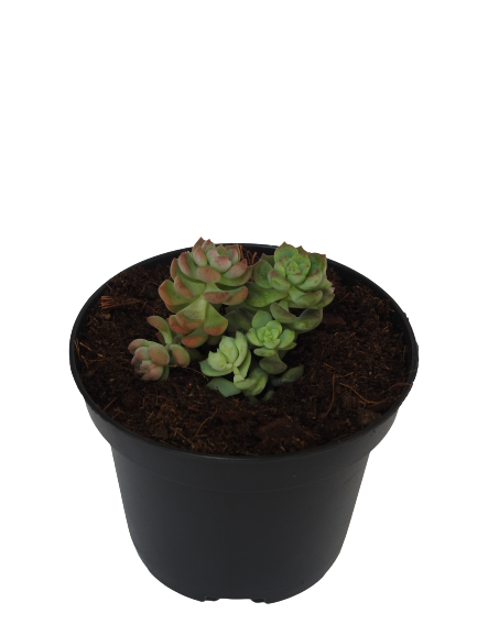 SEDUM DASYPHYLLUM PINK 2X1