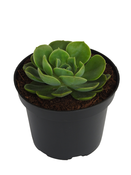 ECHEVERIA IMBRICATA ROSA DE FRANCIA