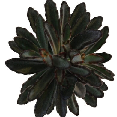 Kalanchoe Tomentosa Nigra Top