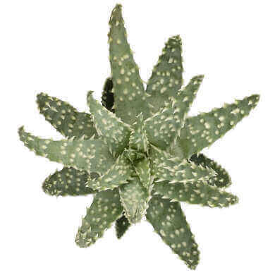 Aloe Humilis