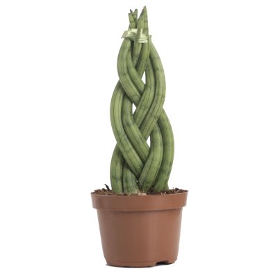 Sansevieria Cylindrica Braid 30 CM 6 Fingers